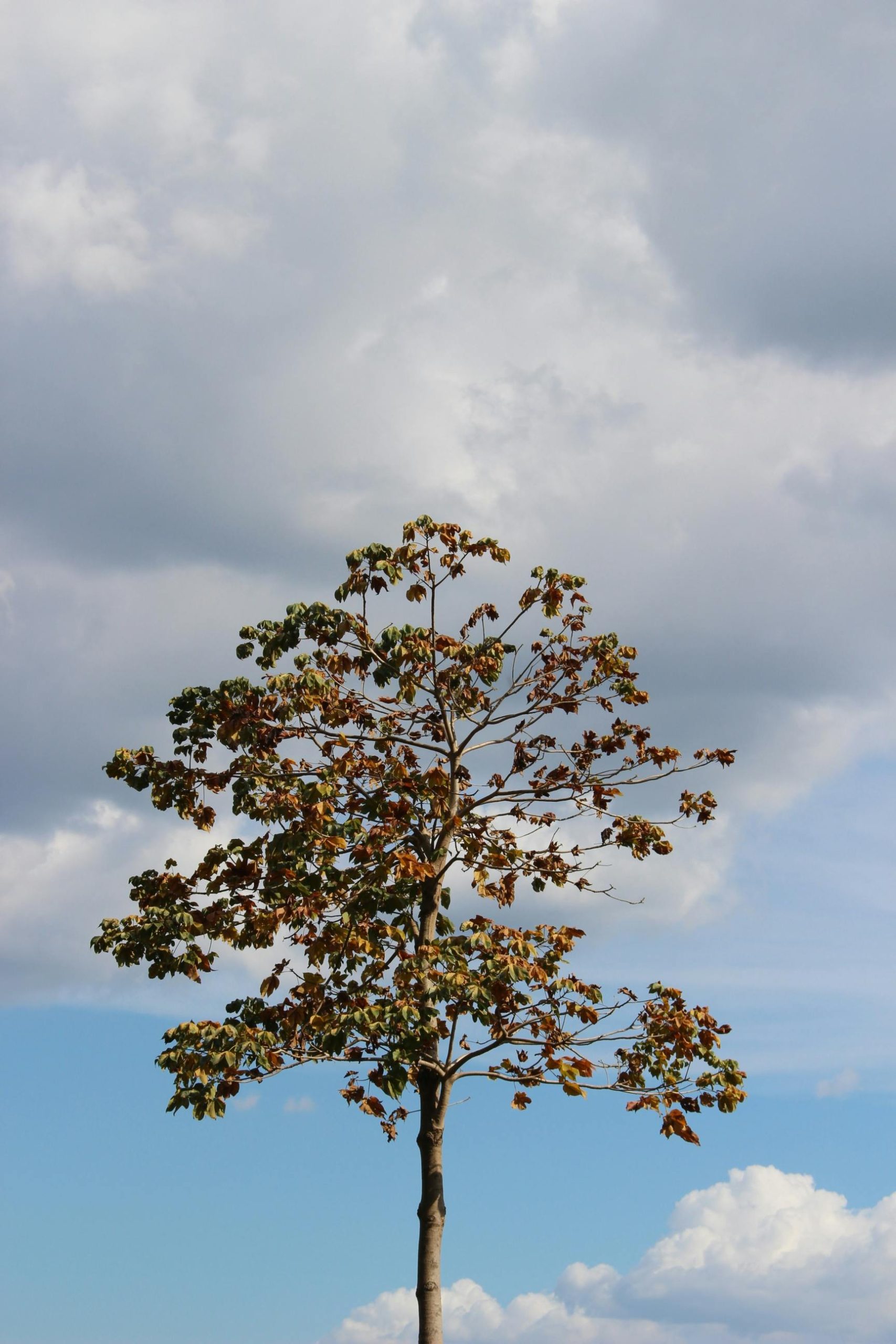 pexels-thinh-pham-2150729454-32038155